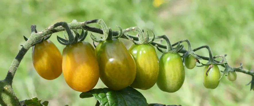 Tomaten