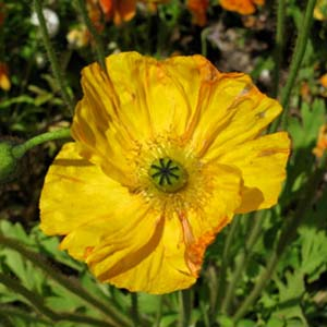 Islandmohn, Bio