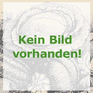 Bärlauch, Bio