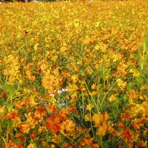 Cosmea orange, Bio