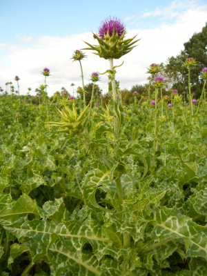 Mariendistel, Bio