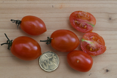 Astrotomate, Bio