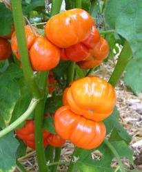 Rosso di Napoli, Bio