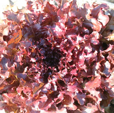 Red Salad Bowl, Bio