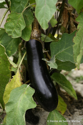 Sehr Fr&uuml;he von Barbentane, Bio