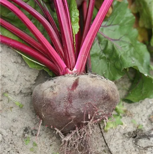 Ägyptische Plattrunde, Bio