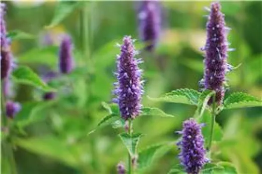 Agastache Rougosa, Bio