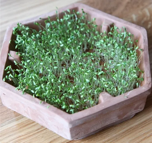 Alfalfa, Bio Alfalfa, Bio