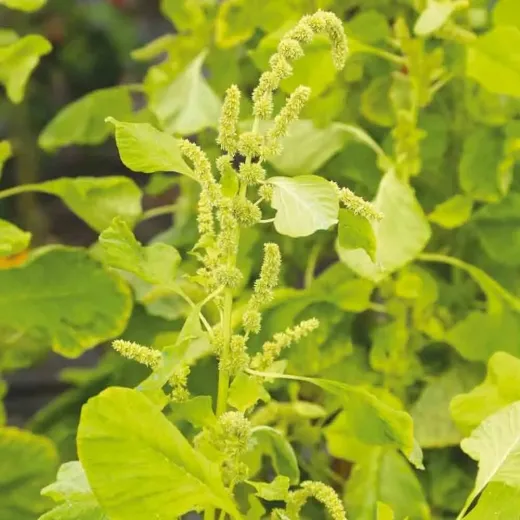 Amaranth White Leaf, Bio