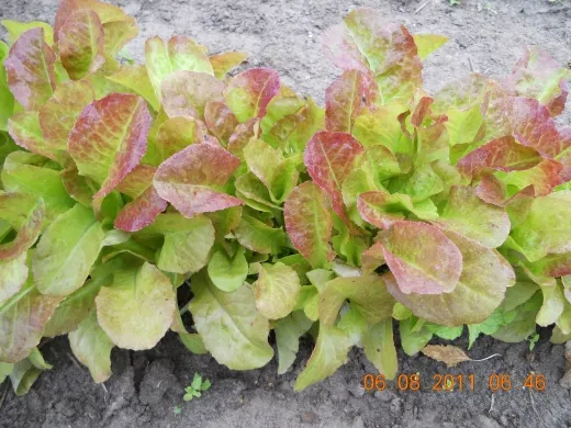 Amerikanischer Brauner, Bio, Mini-Pack Amerikanischer Brauner, Bio, Mini-Pack