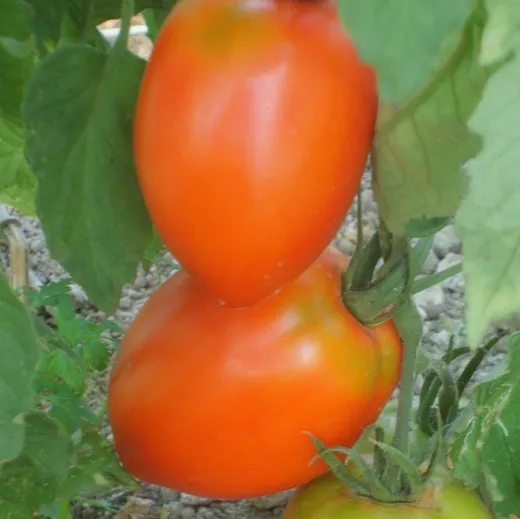 Amish Pasta, Bio, Vorteilspack Amish Pasta, Bio, Vorteilspack