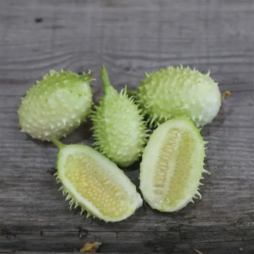 Antillengurke Antillengurke