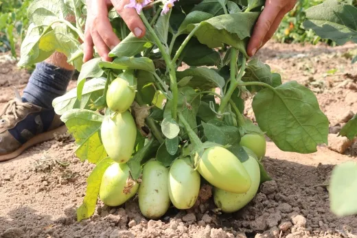 Applegreen, Bio Applegreen, Bio