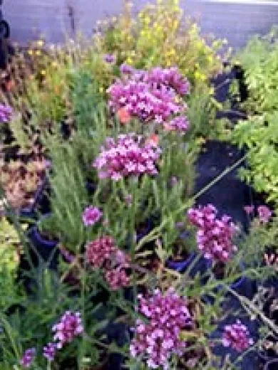 Argentinisches Eisenkraut, Bio