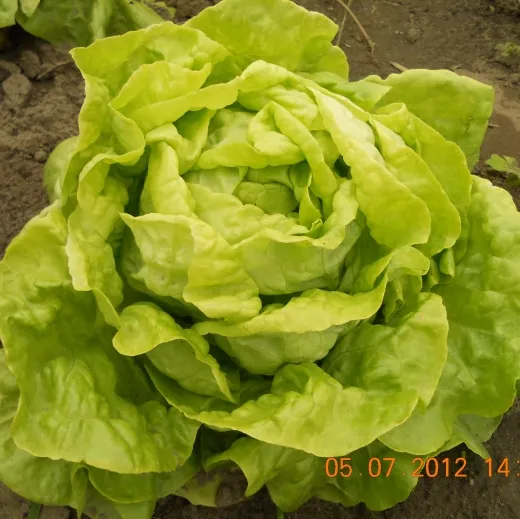 Attraktion, Bio, Mini-Pack Attraktion, Bio, Mini-Pack