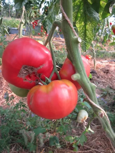 Aunt Ginny' Purple Tomato, Bio Aunt Ginny' Purple Tomato, Bio