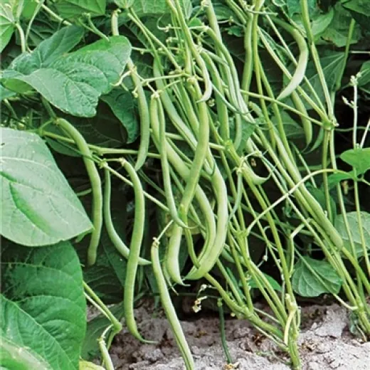 Autan, Bio Autan, Bio