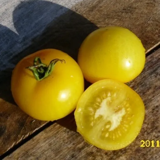 Babelsberger Gelbe, Bio