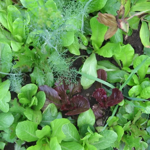 Babyleaf Salat-Mix, Bio, Mini-Pack