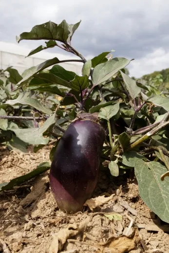 Benary's Blaukönigin, Bio