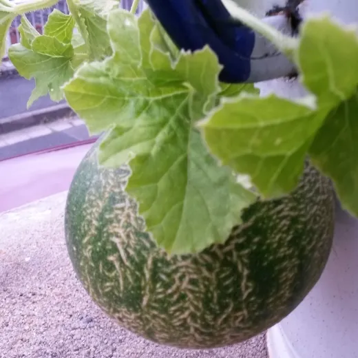 Benary's Zuckerkugel, Bio