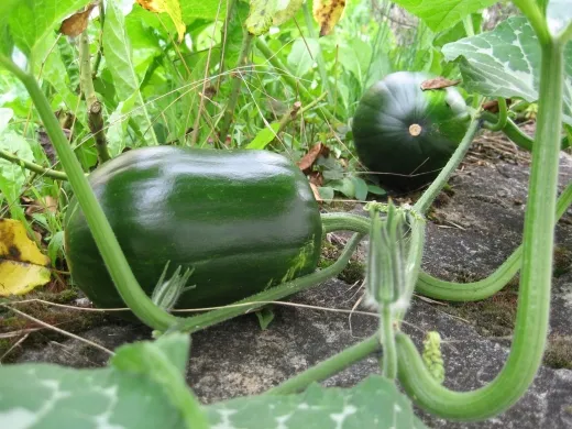 Berrychon, Bio Berrychon, Bio