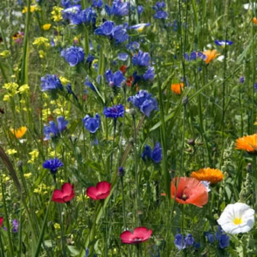 Bienenweide-Mix, Bio, Großpackung Bienenweide-Mix, Bio, Großpackung