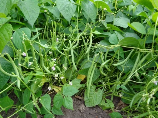 Black Valentine, Bio