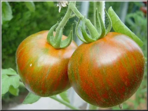 Black Zebra, Bio Black Zebra, Bio