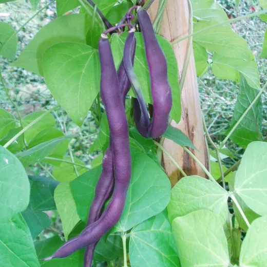 Blauhilde, Bio Blauhilde, Bio