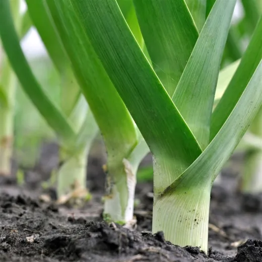 Bleu de Solaise, Bio