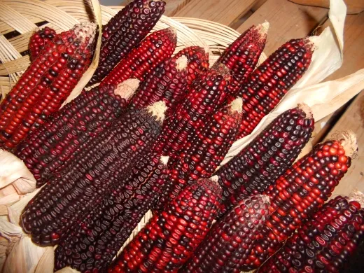 Bloody Butcher, Bio, Mini-Pack