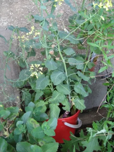 Böhmischer Strunk, Bio Böhmischer Strunk, Bio