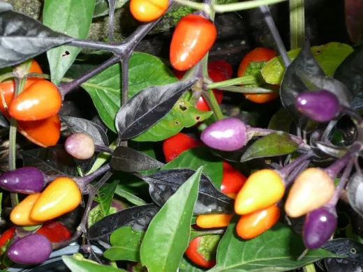 Bolivian Rainbow, Bio
