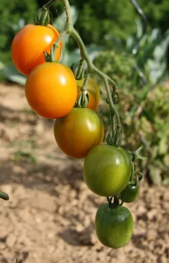 Bolivianische Obst, Bio Bolivianische Obst, Bio