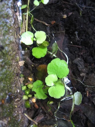 Brunnenkresse, Bio Brunnenkresse, Bio