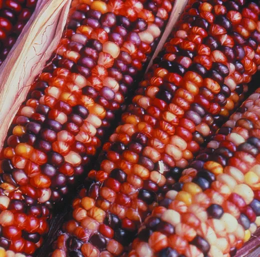 Bunter Mais, Bio Bunter Mais, Bio