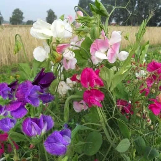 Bunter Wicken-Mix, Bio Bunter Wicken-Mix, Bio