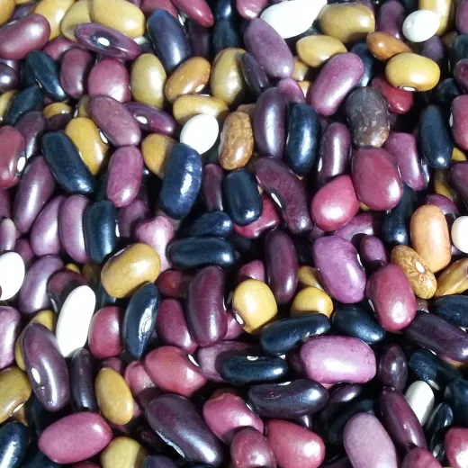 Buschbohnen-Wundertüte, Bio, Mini-Pack Buschbohnen-Wundertüte, Bio, Mini-Pack