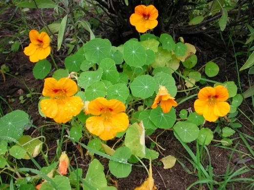 Buschige Kapuzinerkresse, Bio