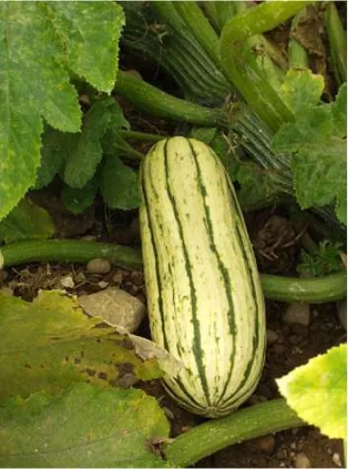 Bush Delicata, Bio Bush Delicata, Bio