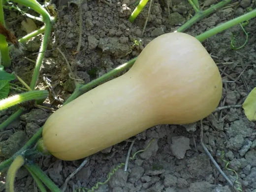 Butternut, Bio Butternut, Bio