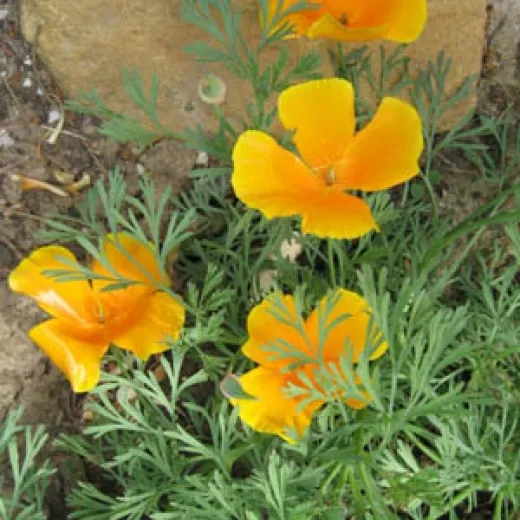 Californischer Mohn, Bio Californischer Mohn, Bio