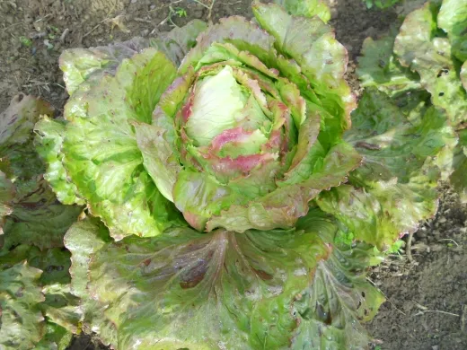 Capuccio, Bio Capuccio, Bio