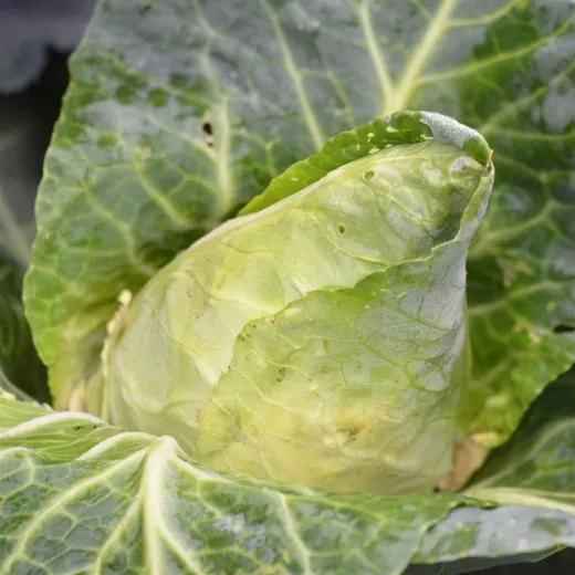 Château Renard, Bio Château Renard, Bio