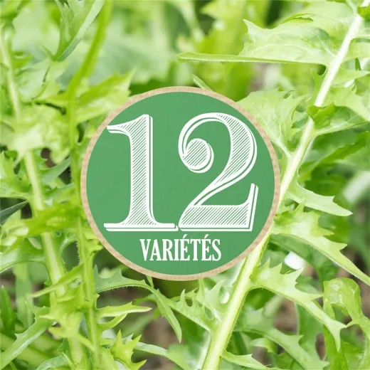 Chicorée-Mix zum Schneiden, Bio