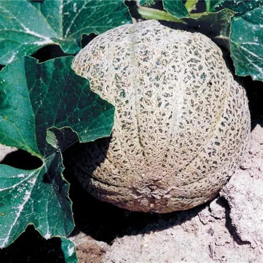 Chilton, Bio Chilton, Bio