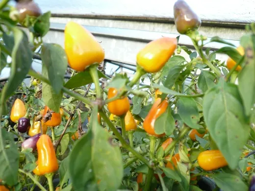 Chinese 4 colours, Bio