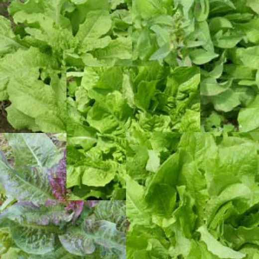 Chinesische Spargelsalat-Mischung, Bio Chinesische Spargelsalat-Mischung, Bio