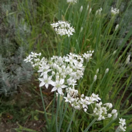 Chinesischer Schnittlauch, Bio, Mini-Pack Chinesischer Schnittlauch, Bio, Mini-Pack